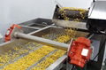 工业甜玉米脱粒机去皮漂漂洗涤脱水干燥生产线
