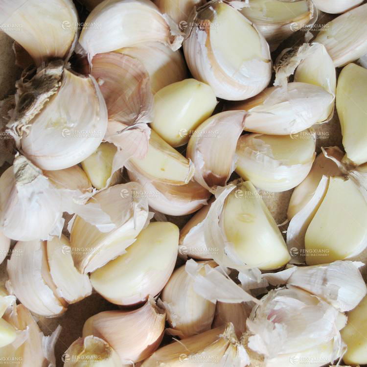  FX-139 Garlic Separating Machine 3