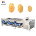 Potato grader bulbous fruit and vegetable sorting machine