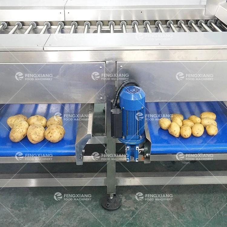 Potato grader bulbous fruit and vegetable sorting machine 4