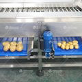 Potato grader bulbous fruit and vegetable sorting machine