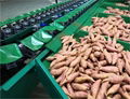 Fine sorting, better quality agricultural products!