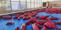 Sweet Potato Washing Cleaning Production Line