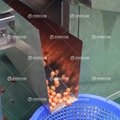 Fengxiang baby carrot cut production line 5