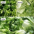 Salad Vegetable Washing And Dehydration Production Line 4