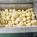MSTP-80 Potato Carrot Washing Peeling Machine 2