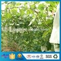 High Quality Vertical Garden Bag Wholesale Fruit Insect-Resistant Bags Gardening