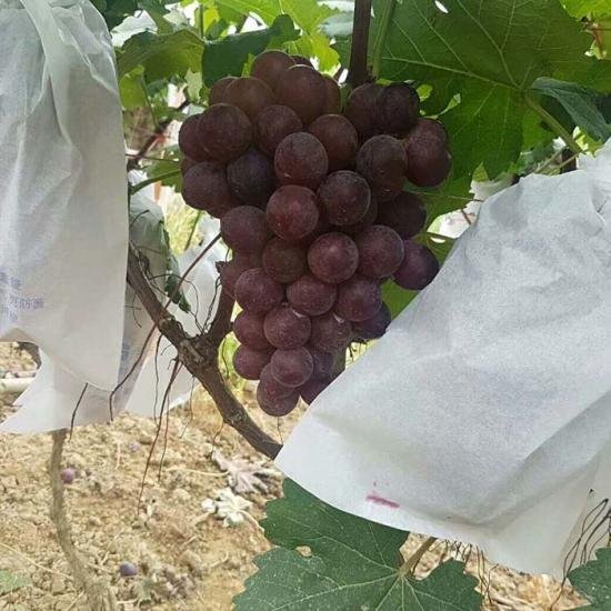Non Woven Planter Bag Disposable Grape Protection Bag 3