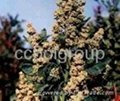 Quinoa grain. Organic and conventional 1