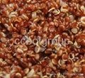 Quinoa grain. Organic and conventional 4