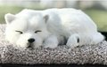 syntheic fur animal  sleeping dog