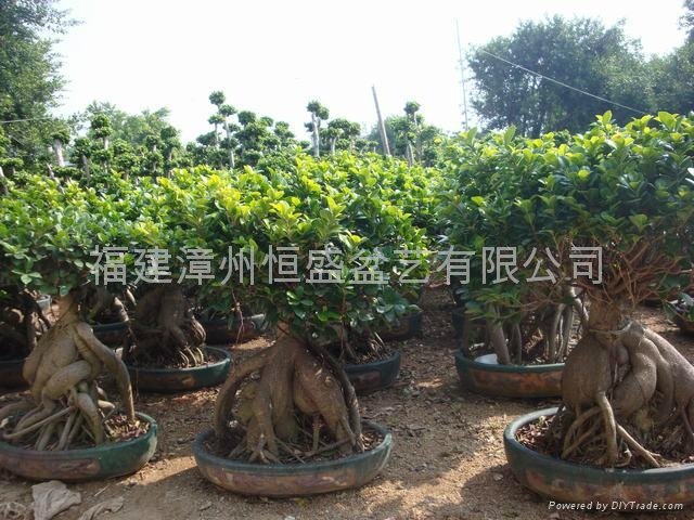 Ginseng Ficus Grafted