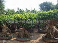 Ginseng Ficus Grafted 1