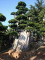 Nanan root Ficus