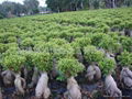 Ginseng Ficus Grafted