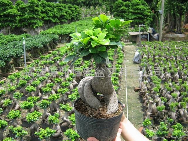 Ginseng Ficus Grafted 3