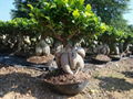 ginseng Ginseng ficus