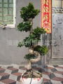 S Shape ficus root