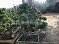 Double S Shape ficus root