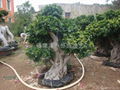 Shima Root Ficus 1