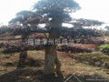 Chinese Loropetalum bonsai 1