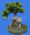 kamerplanten,houseplant,tuinplanten,garden plants