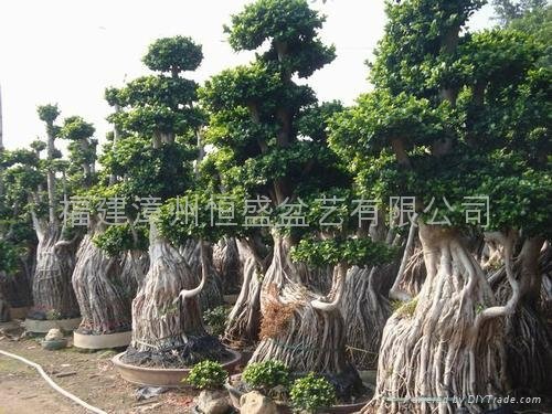 Nanan root Ficus