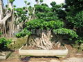 landscape ficus