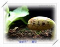 神奇魔豆种子 3