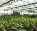 GreenHouse Film