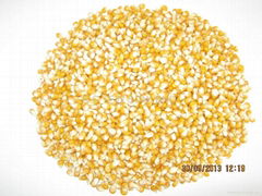 Popcorn maize