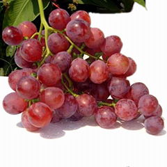 GRAPES