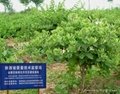 树型金银花  中国杨凌  杨凌农科技
