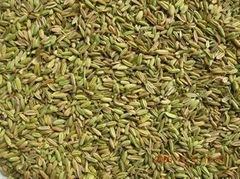 Sell Fennel Seeds