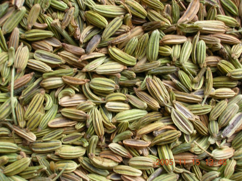 Sell Fennel Seeds (China Manufacturer) Agriculture Product Stocks
