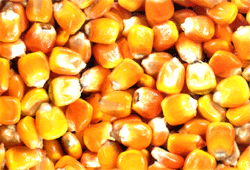 yellow corn