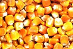 yellow corn