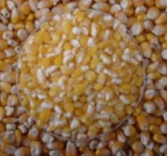 corn grain big pieces