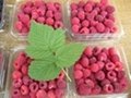 樹莓鮮果的采收、保鮮、貯運