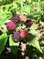 黑樹莓
