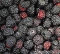 黑树莓 2