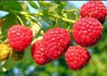 树莓品种介绍 2