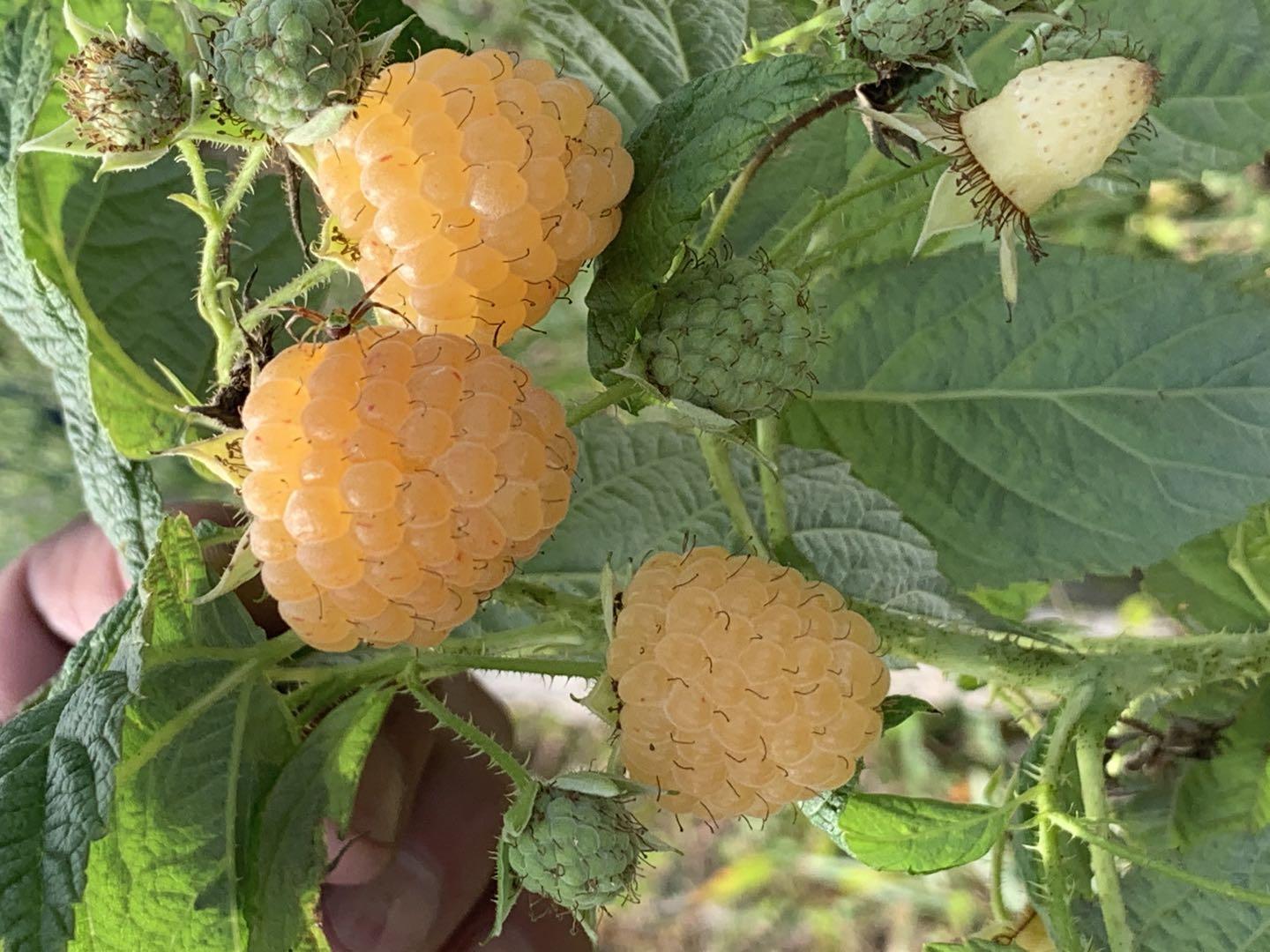 树莓品种介绍 3