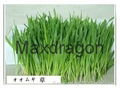 Maxdragon Barley Grass Powder