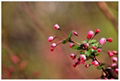 Energy: It's already beginning time for spring flowers to bloom