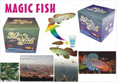 Magic Fish