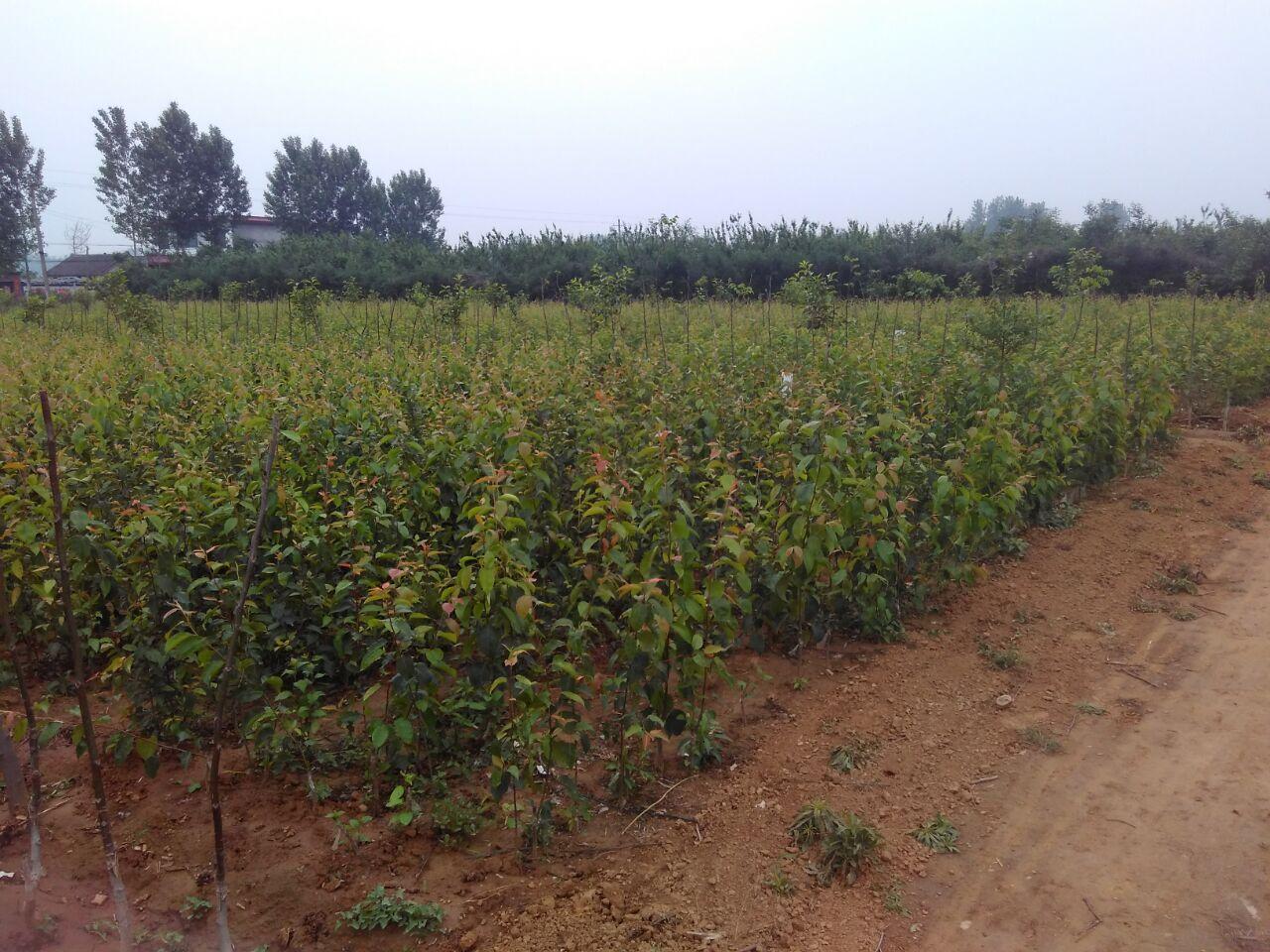 我地各類優質果樹苗 4
