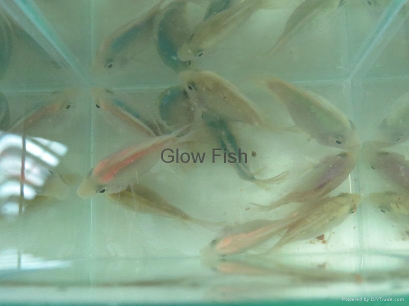 Luminous Fish Injection LHA250 TALI (Taiwan Manufacturer) Dyes