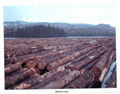 Canada Lumber Export trade Corp 