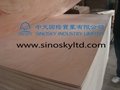 best quality plywood from china,low price 5